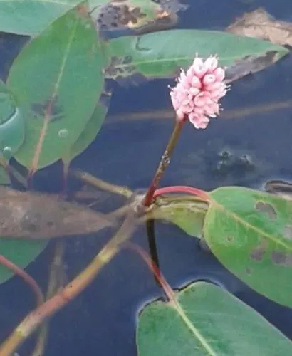 Appartement Le Nid *